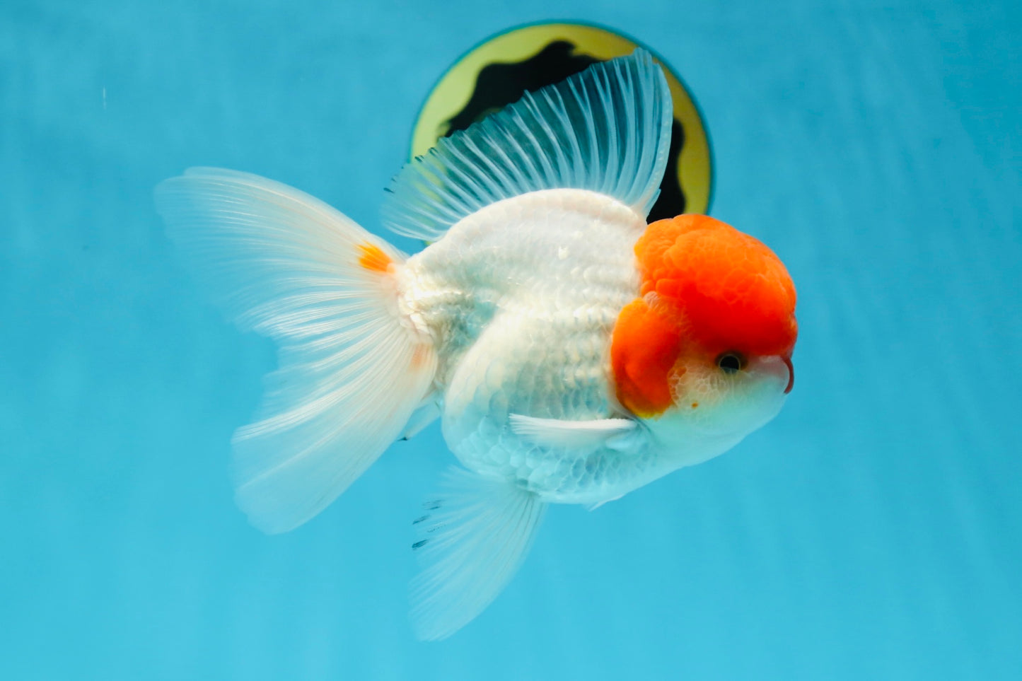 AAA Grade Red Cap Oranda Male 5 inches #050925OR_42