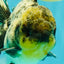 Marble Oranda Male 5.5 inches #080726OR_16