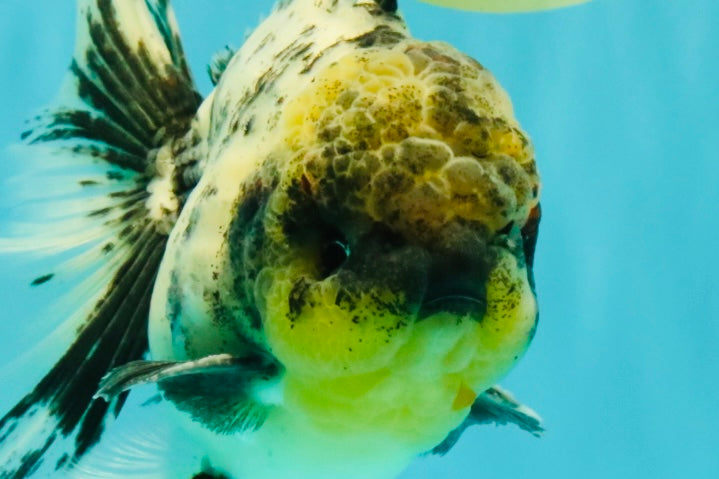 Marble Oranda Male 5.5 inches #080726OR_16