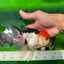 A Grade Cherry Head Tricolor Oranda Female 5-5.5 inches #0614OR_20