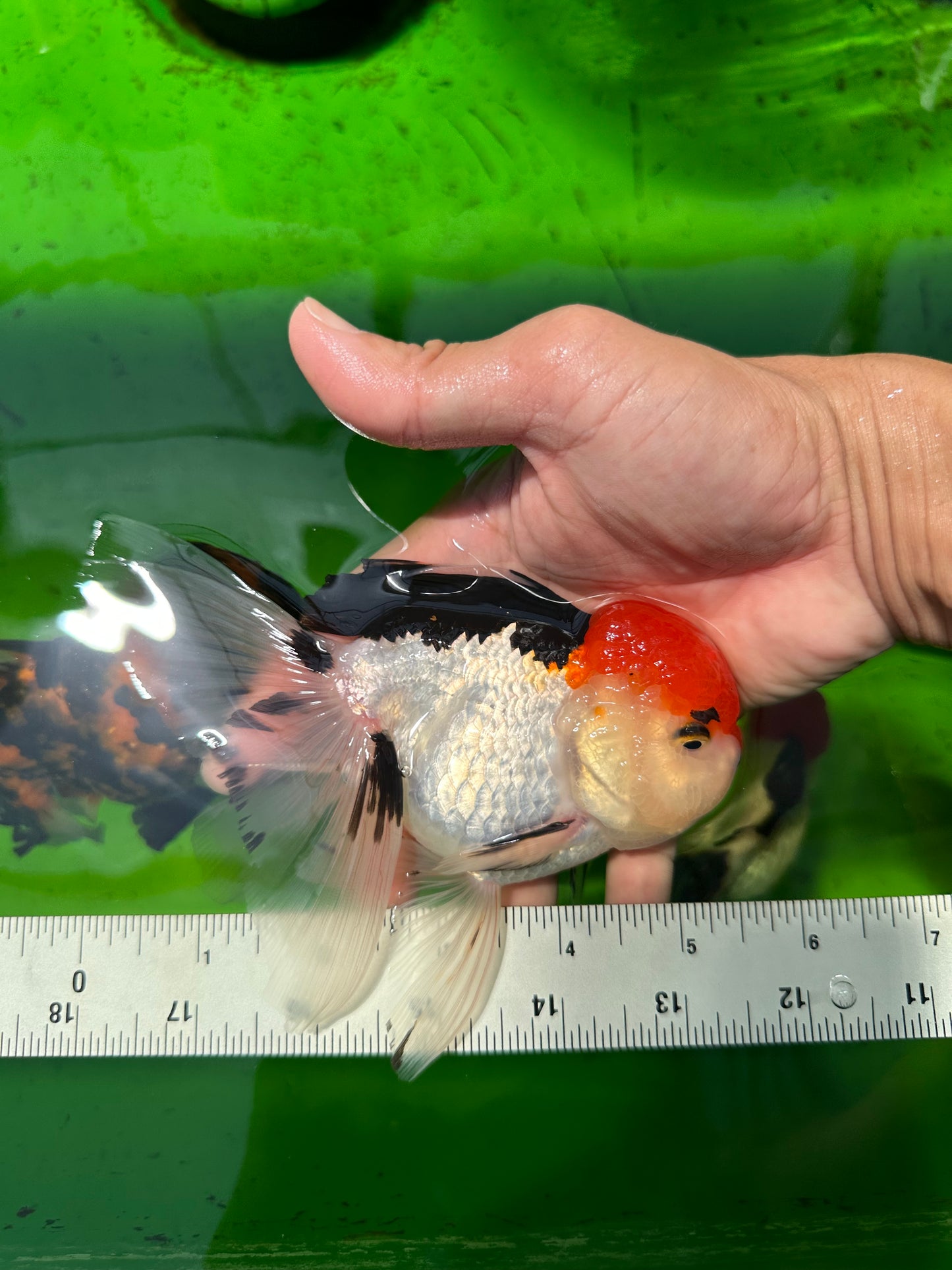 A Grade Cherry Head Tricolor Oranda Female 5-5.5 inches #0614OR_20