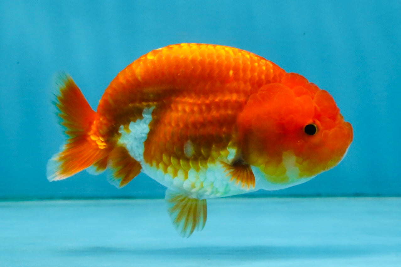 A Grade Red White LionQueen 4 inches #121225LC_09