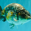 A Grade Strong Body Structure Tiger Ranchu Male 5-5.5 inches #081426RC_22
