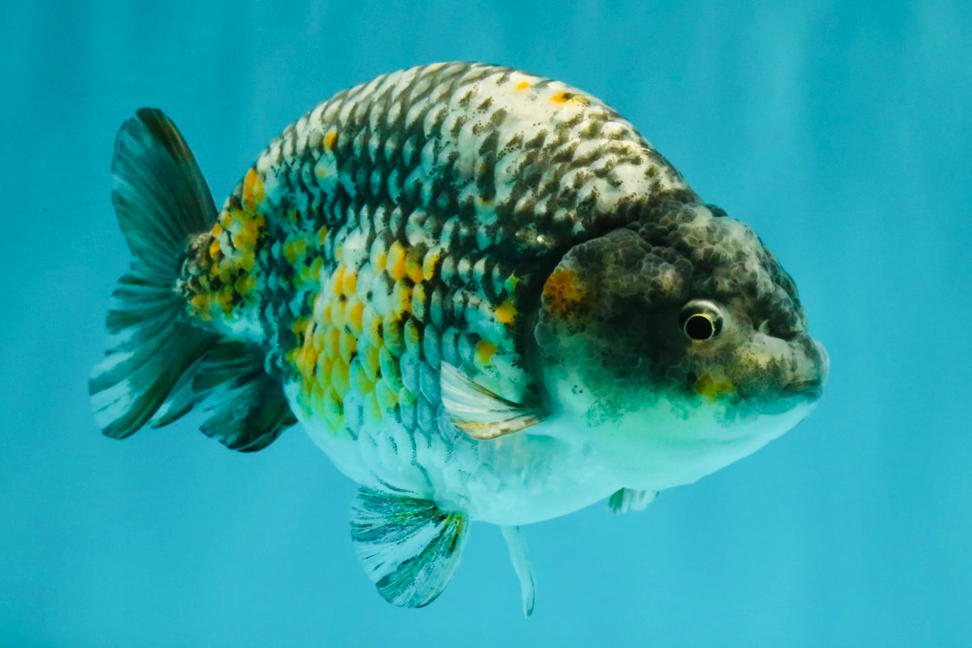 A Grade Strong Body Structure Tiger Ranchu Male 5-5.5 inches #081426RC_22