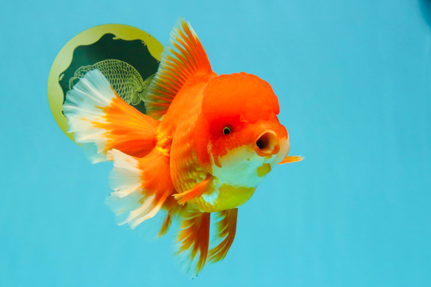 JUMBO A Grade Red White Oranda Female 7.5 inches #032026OR_02