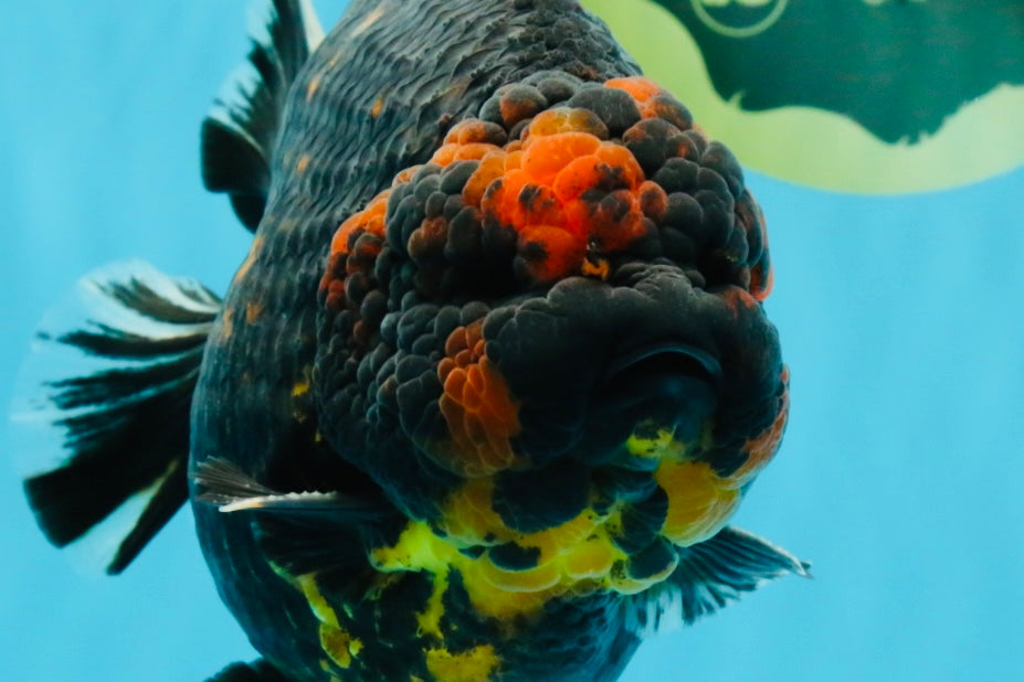 SUPER AAA Grade Godzilla Tiger Yuanbao Male 6 inches #022026YB_02