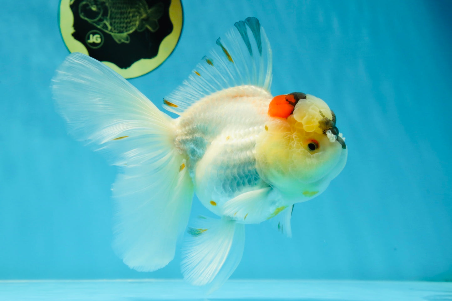 A Grade Unique Tricolor Oranda Female 6 inches #050225OR_03