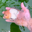 AAA Grade Lemonhead Rose Tail Oranda Male 5.5 inches #0503OR_08