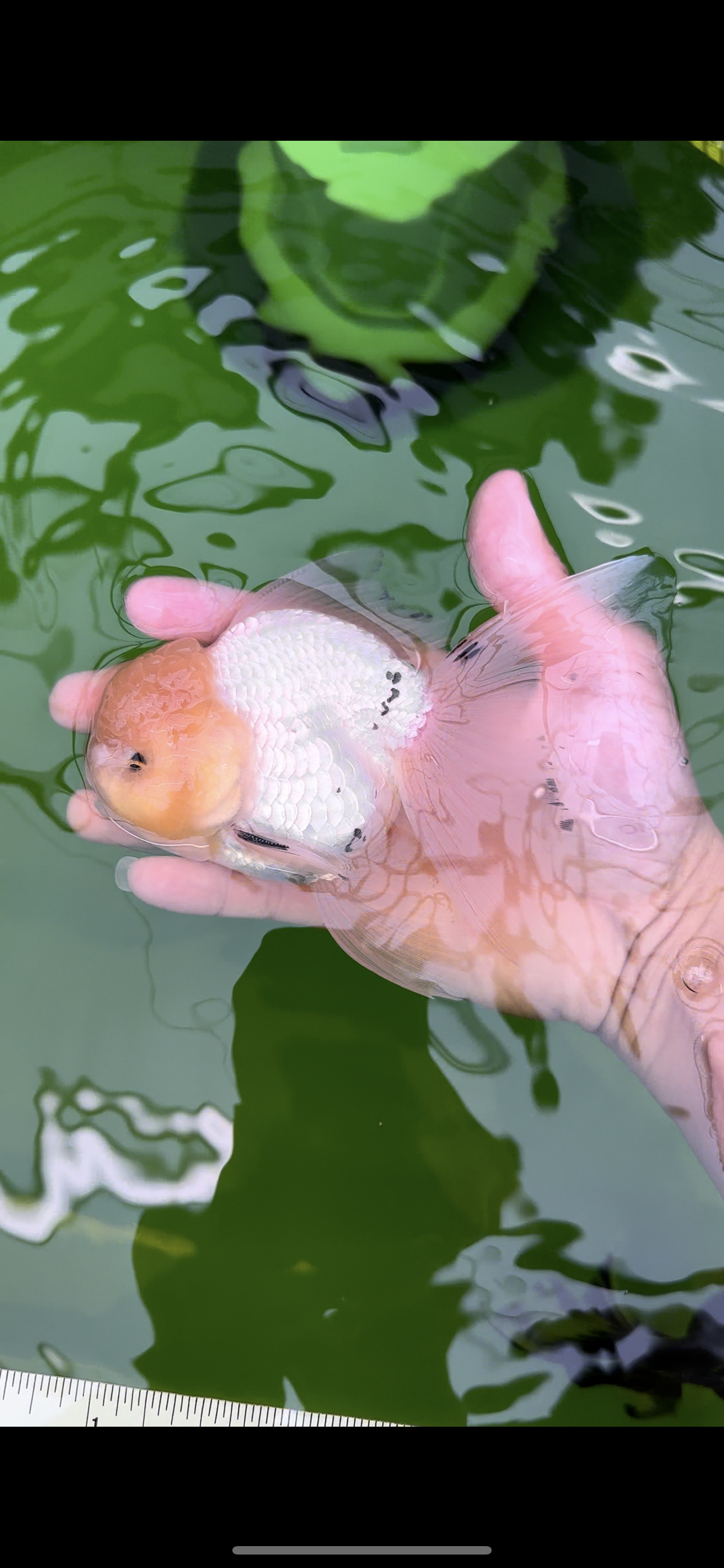 Oranda macho de cola de rosa de cabeza de limón de grado AAA de 5,5 pulgadas n.º 0503OR_08