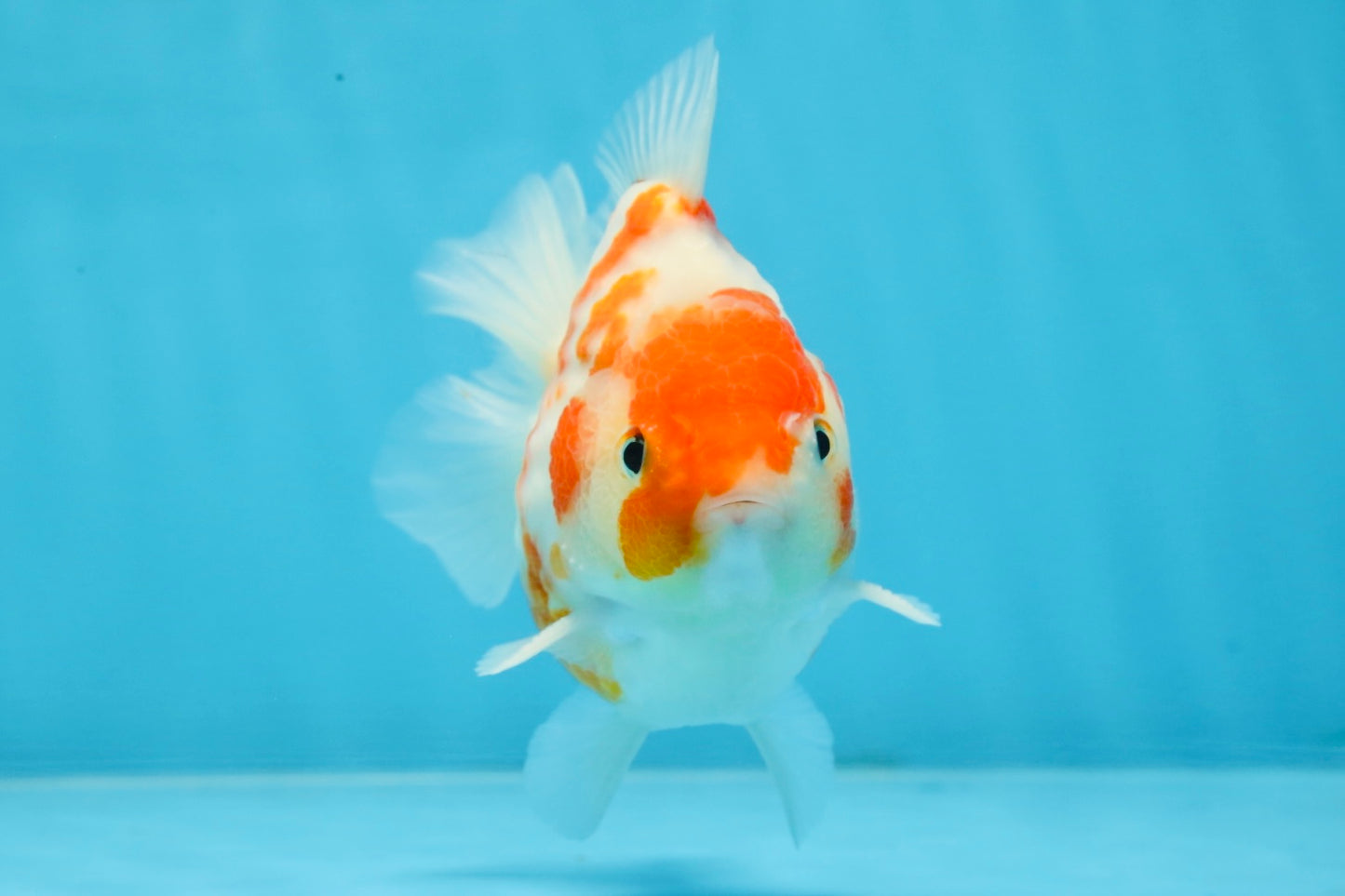 A Grade Young Godzilla Kohaku Sakura Yuanbao Male 4.5 inches #101725YB_28