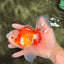 CHICKIE AAA Grade Red White Oranda Male 6 inches #072426OR_06
