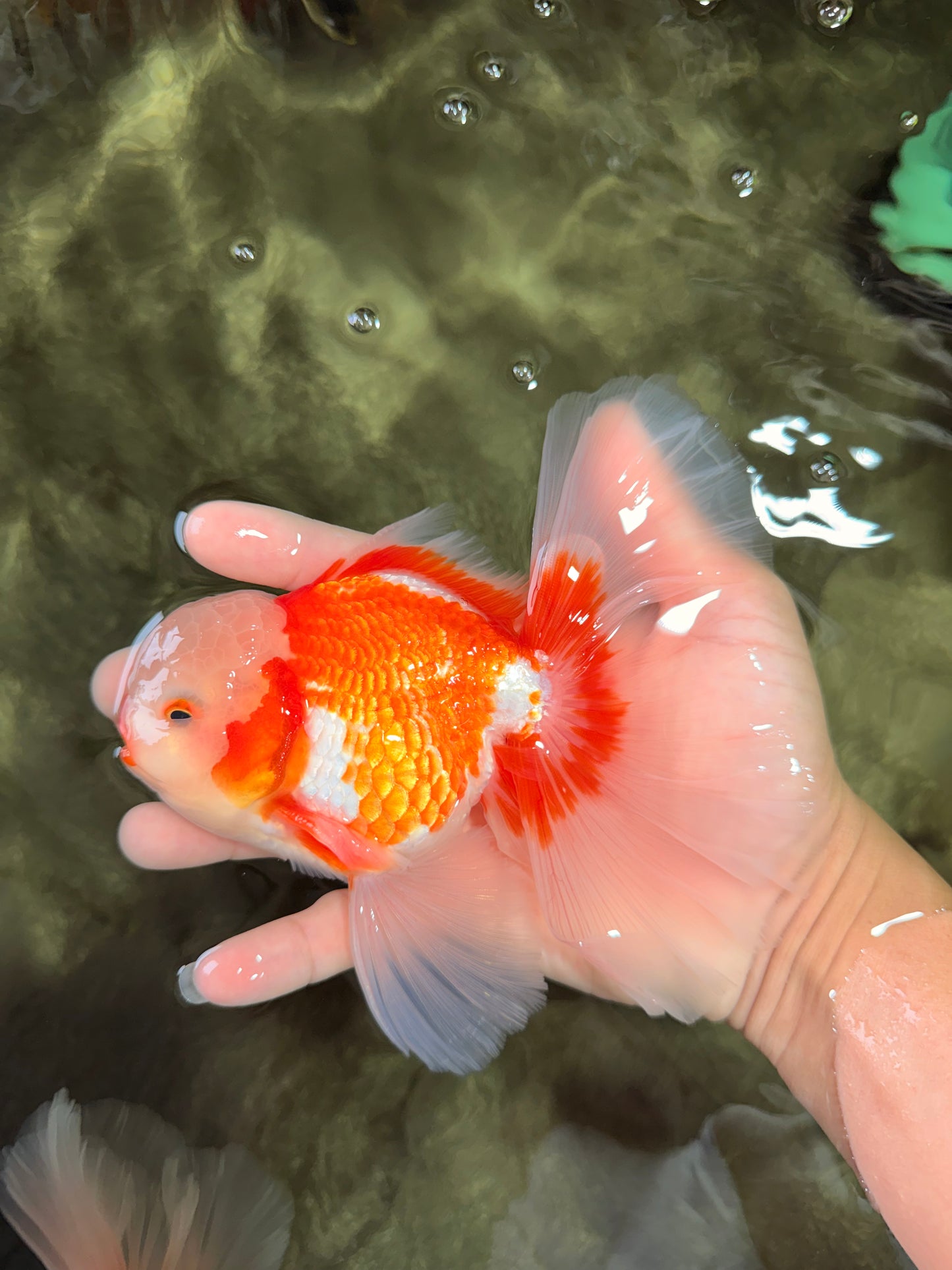 CHICKIE AAA Grade Red White Oranda Male 6 inches #072426OR_06