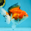 A Grade Tricolor Oranda Female 5.5 inches #112924OR_13