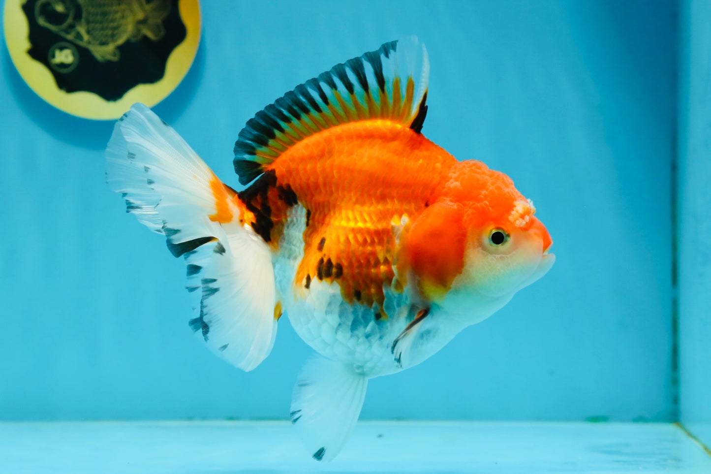 A Grade Tricolor Oranda Female 5.5 inches #112924OR_13