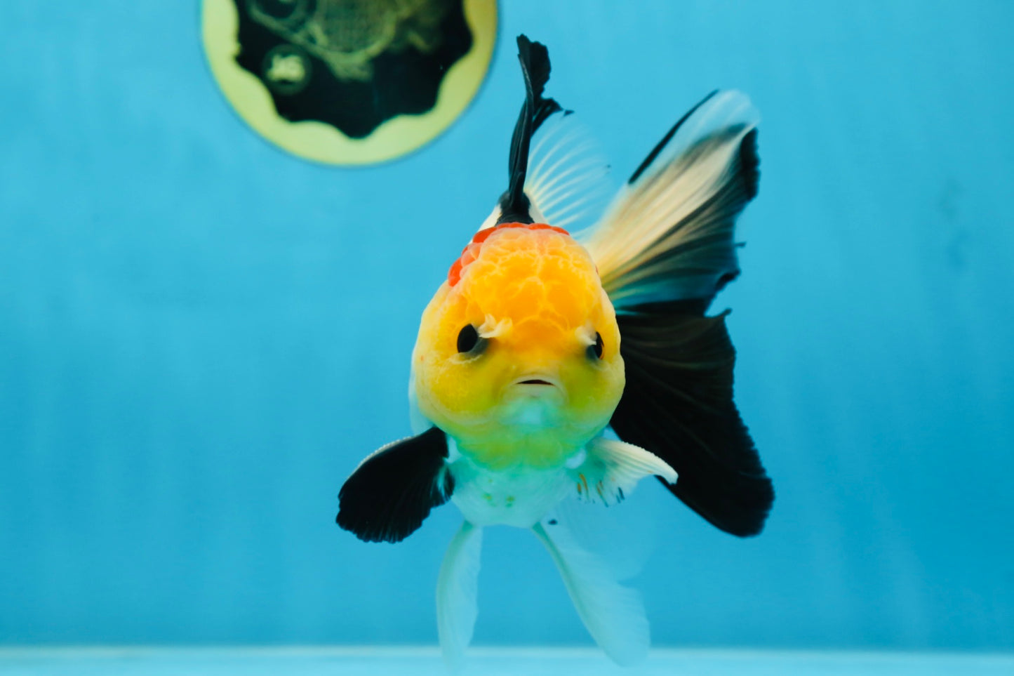 AAA Grade Special Tricolor Button Eyes Oranda Male 5 inches #080825OR_03