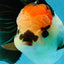 SUPER MARIO AAA Grade Tricolor Button Eyes Oranda Female 5.5 inches #042525OR_02