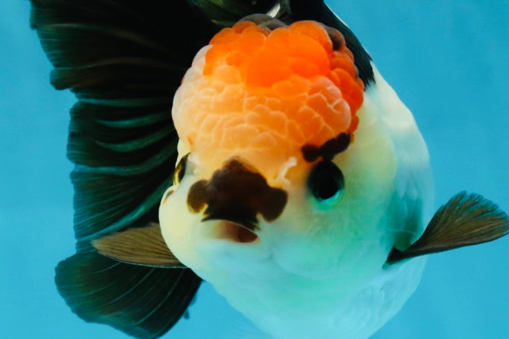 SUPER MARIO AAA Grade Tricolor Button Eyes Oranda Female 5.5 inches #042525OR_02