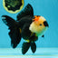 AAA Grade Tricolor Oranda Female 5.5-6 inches #050925OR_33