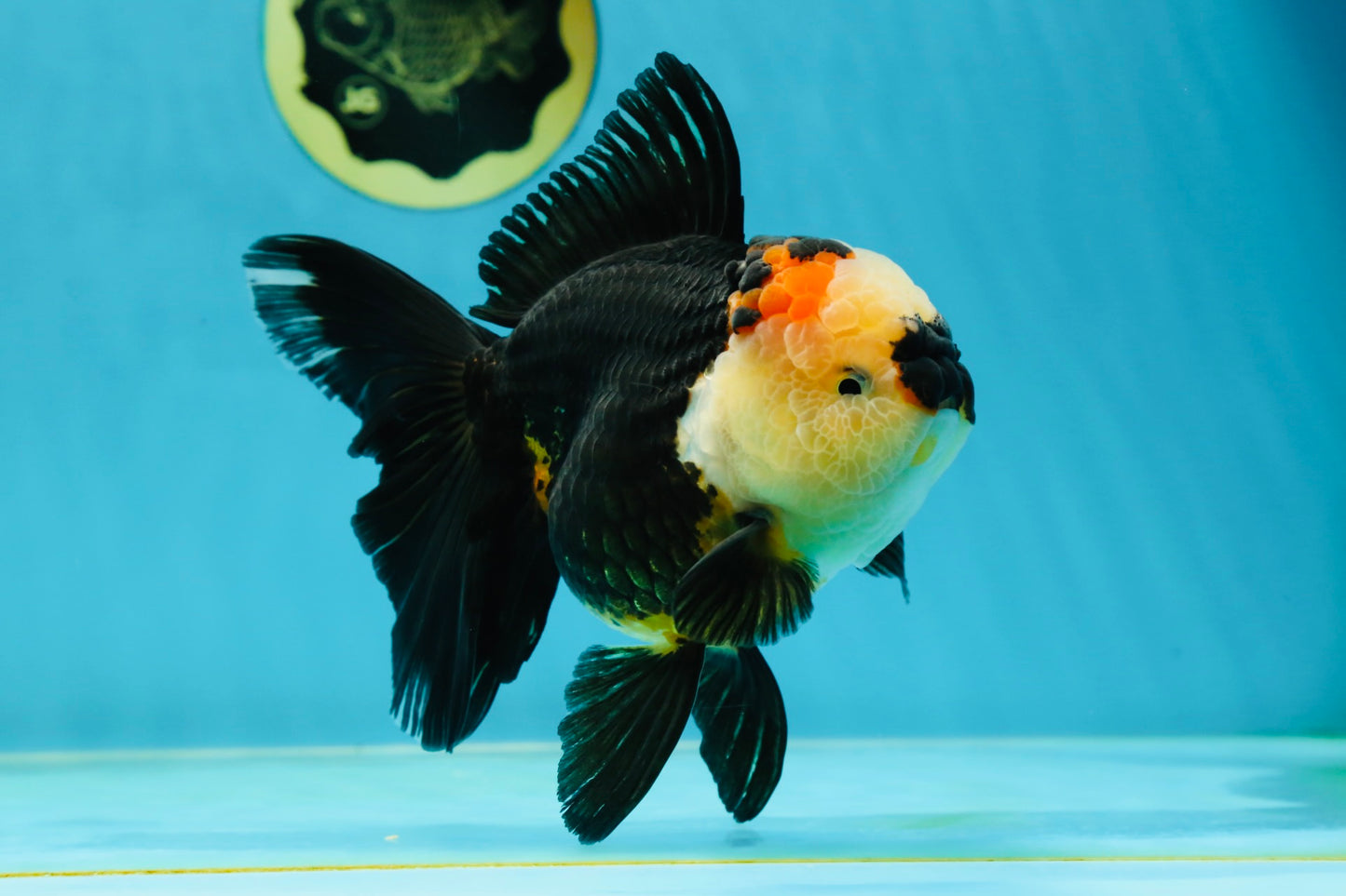 AAA Grade Tricolor Oranda Female 5.5-6 inches #050925OR_33