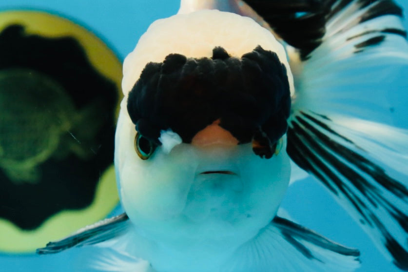 A Grade Panda Oranda Male 5.5-6 inches #053025OR_15