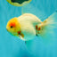 BEAUTY AAA Grade Sakura Oranda Male 6.5 inches #081426OR_03