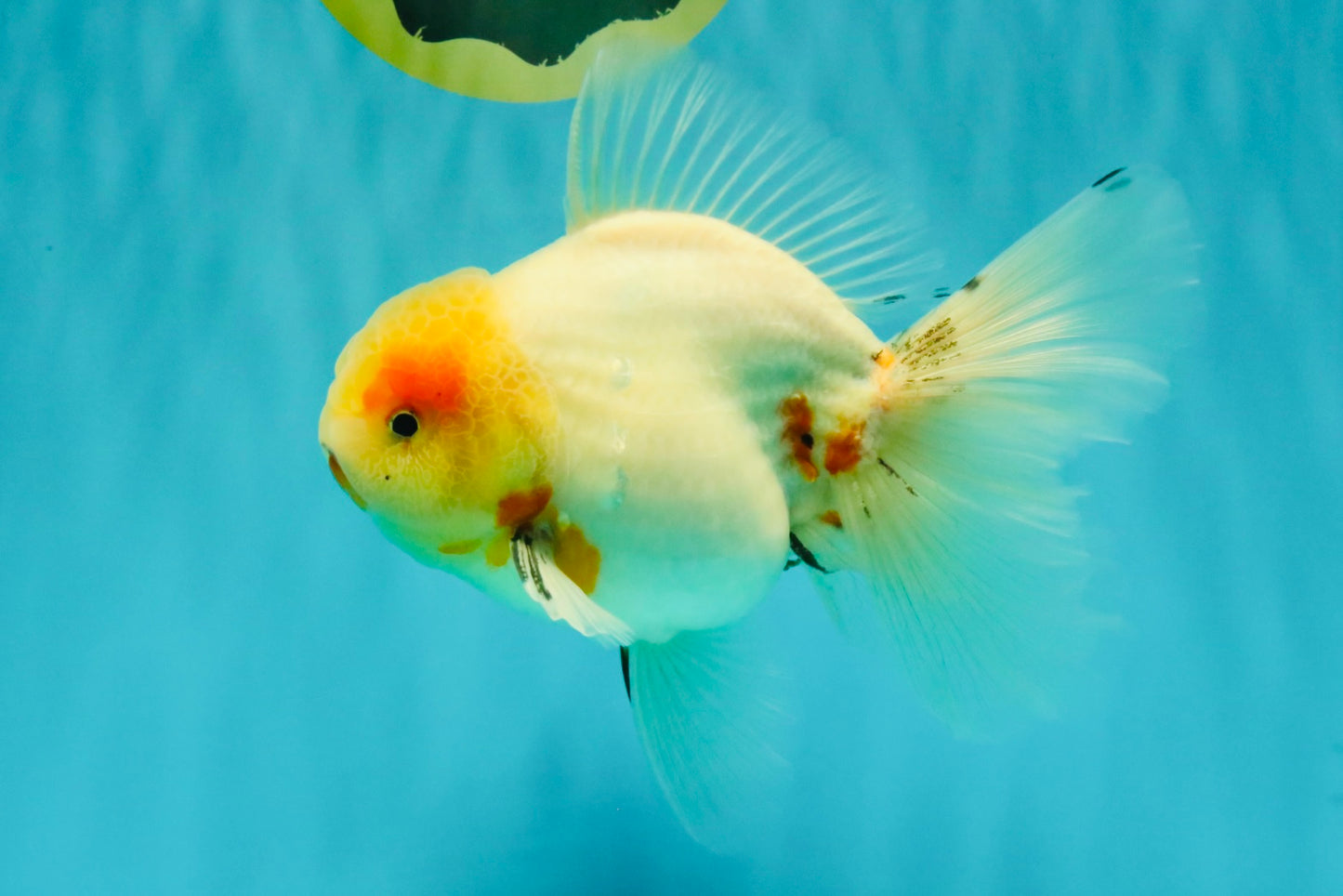 BEAUTY AAA Grade Sakura Oranda Male 6.5 inches #081426OR_03
