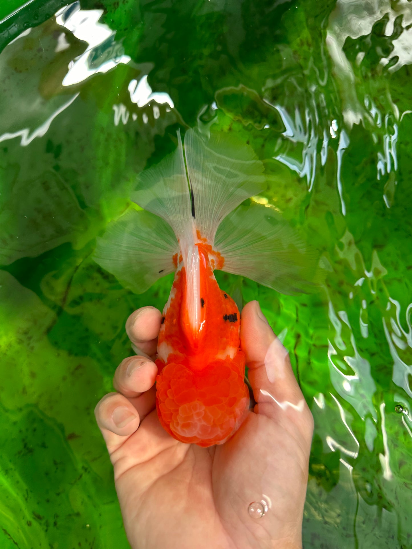 GODZILLA AAA Grade Butterfly Tail Red White Sakura Oranda Male 5.5 inches #1004OR_20