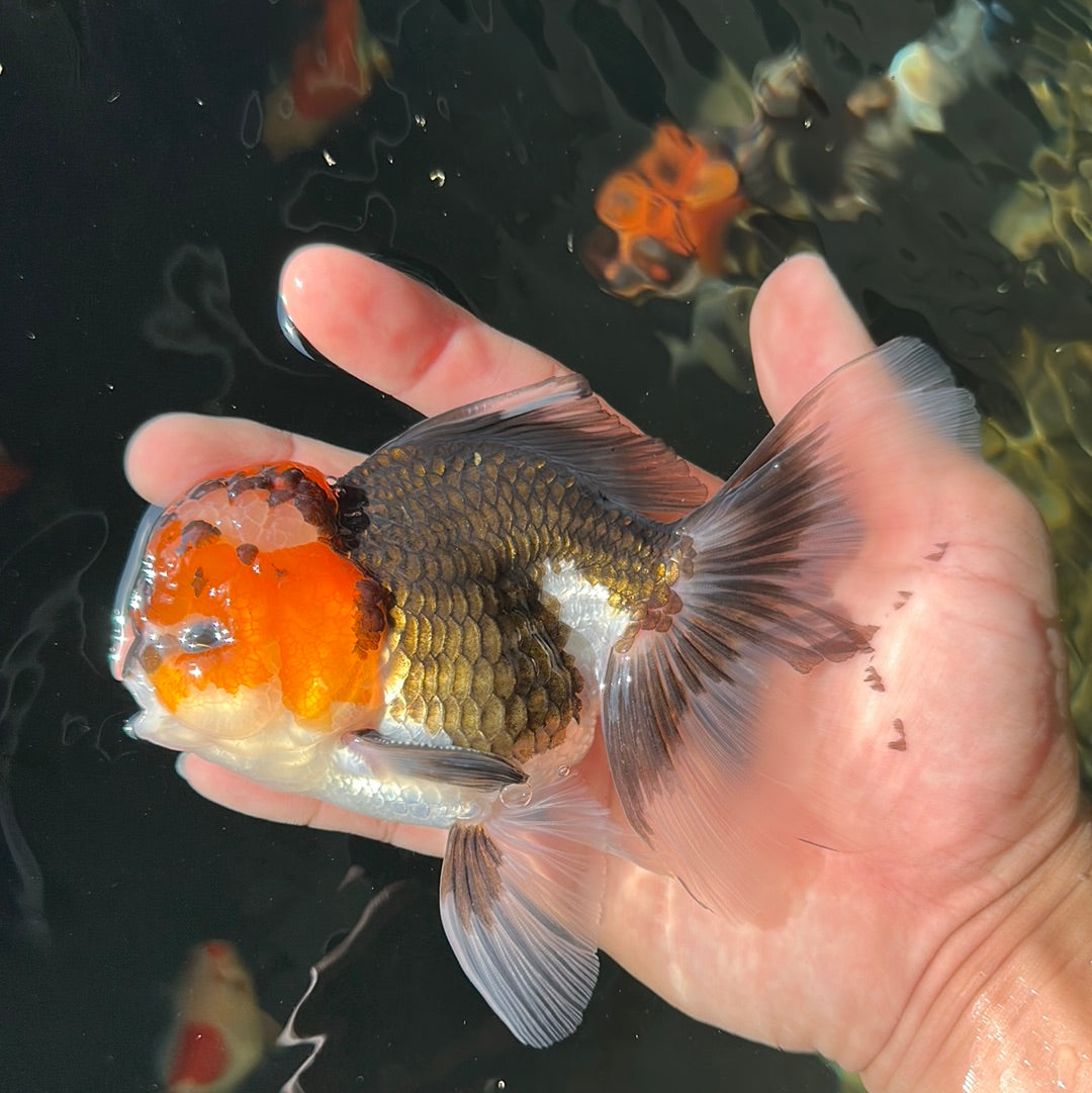 AAA Grade Tricolor Oranda Male 5-5.5 inches #0825OR_12