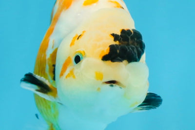 CHUBBY A Grade Chinese Tricolor Ranchu Male 4.5 inches #102425RC_02