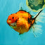 CHONKY AAA Grade Sakura Oranda Female 8.5 inches #071726OR_03
