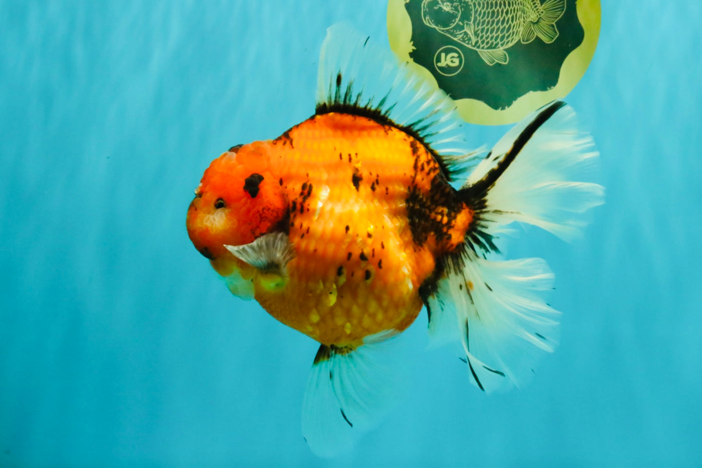 CHONKY AAA Grade Sakura Oranda Female 8.5 inches #071726OR_03