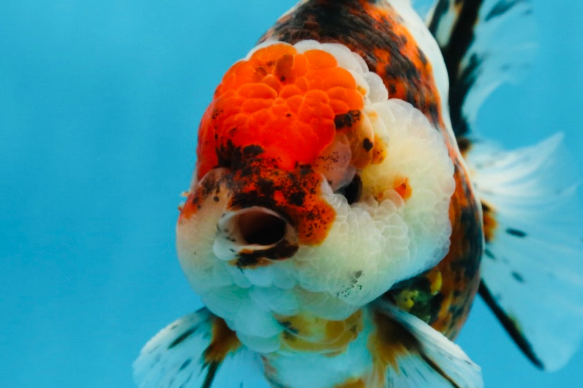 AAA Grade Godzilla Calico Yuanbao Male 4.5-5 inches #080125YB_14