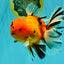 CHUNKY AAA Grade Tiger Oranda Male 6.5 inches #071726OR_27