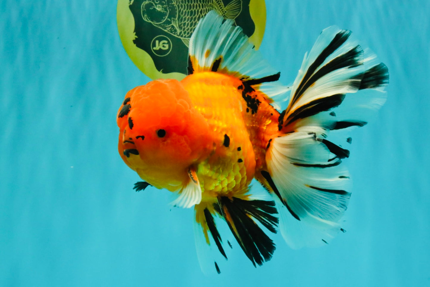 CHUNKY AAA Grade Tiger Oranda Male 6.5 inches #071726OR_27