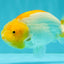 A Grade Orange White LionQueen 5 inches #072426LC_32