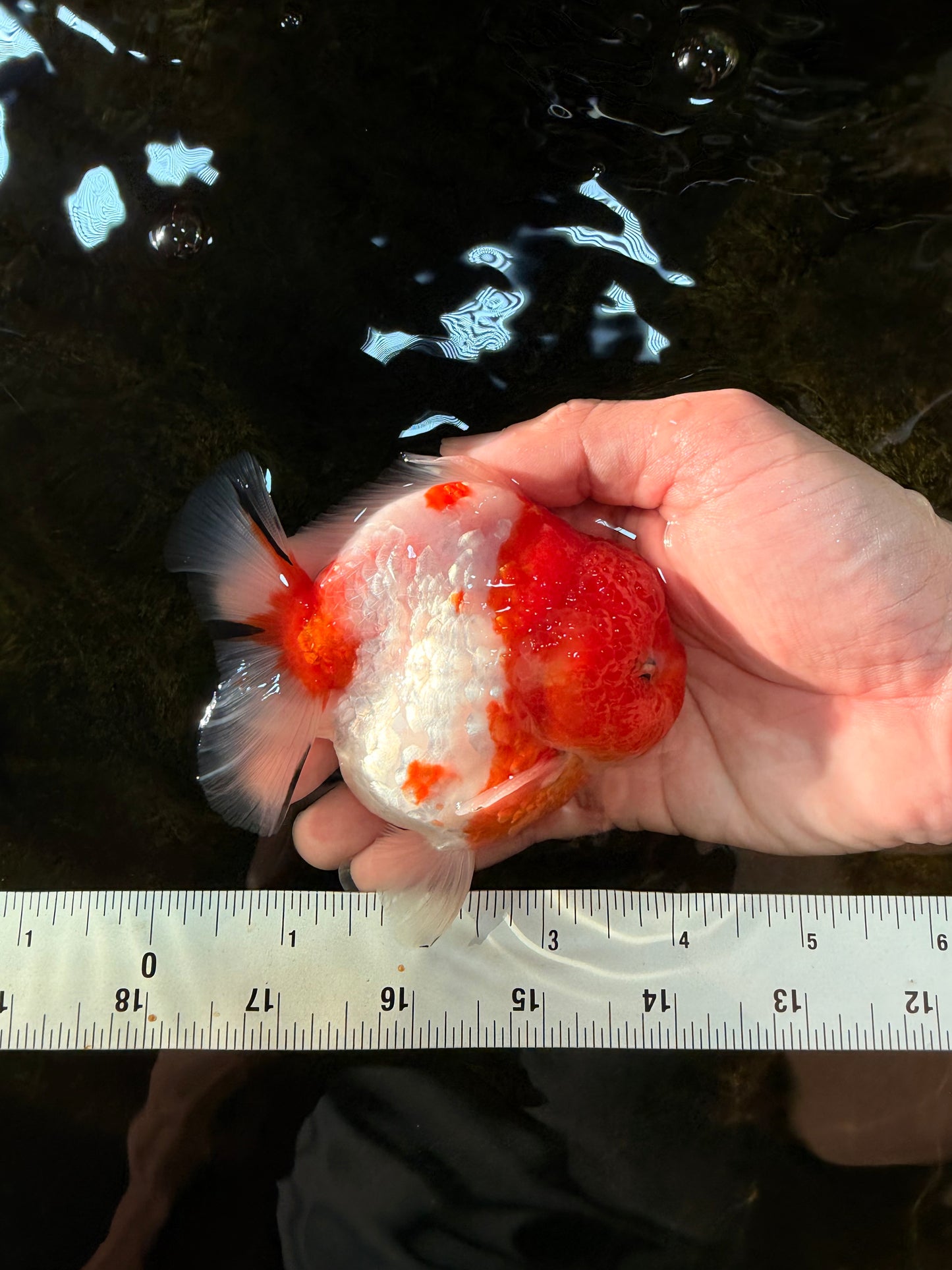 SUPER CUTE Sakura Yuanbao Male 4 inches #101725YB_27