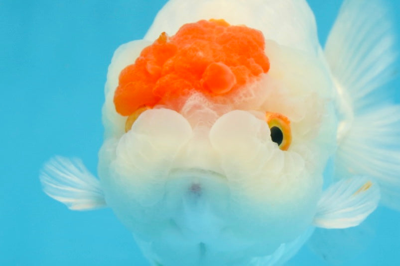 A Grade BEAUTY Red White Tancho LionQueen 6 inches #091925LC_26