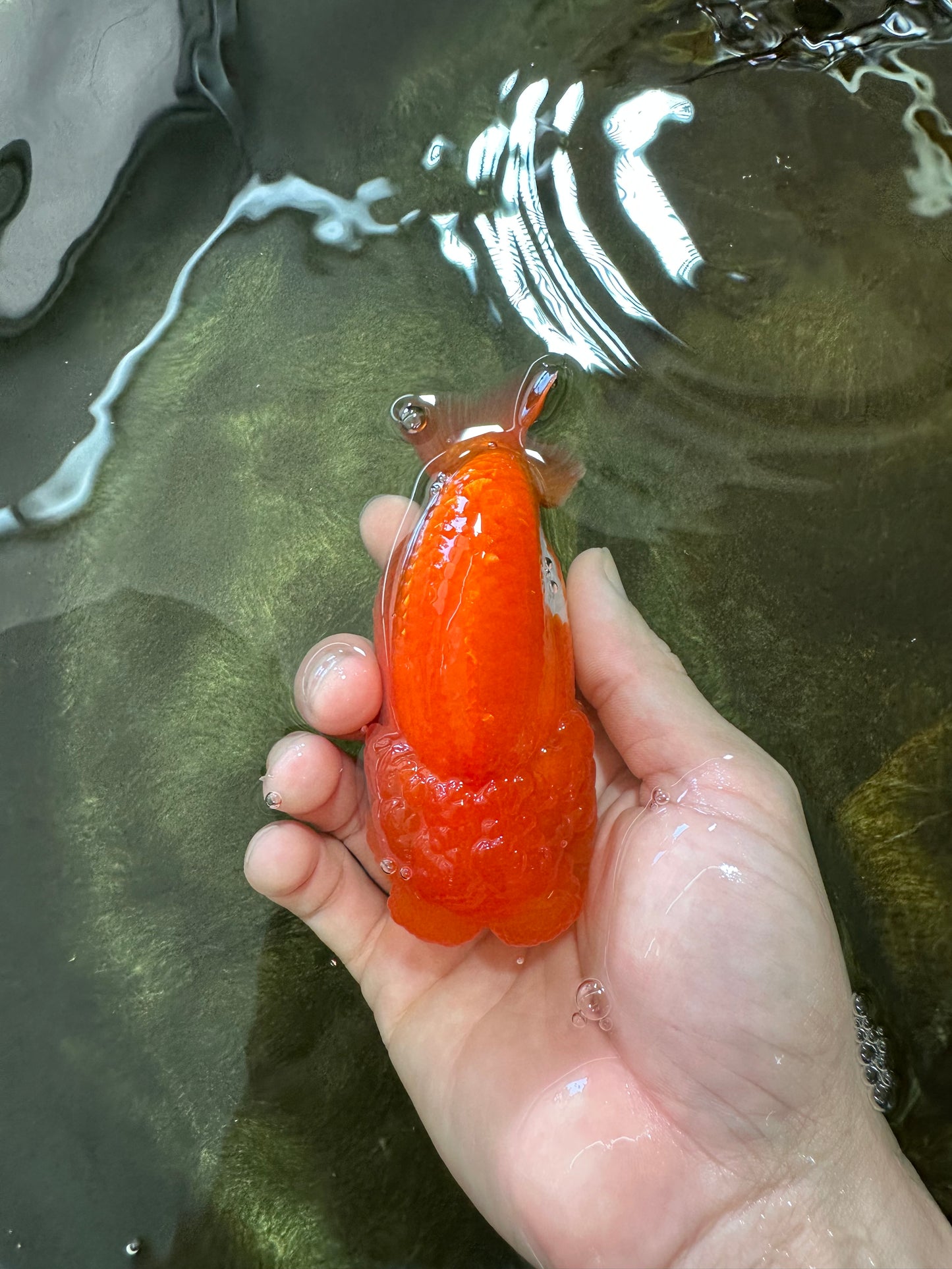 A Grade Red White LionQueen 4.5 inches #062725LC_06