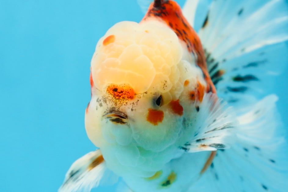 A Grade Young Godzilla Sakura Oranda Male 5.5 inches #080825OR_18