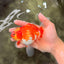 A Grade Red White Oranda Female 5.5 inches #071726OR_20