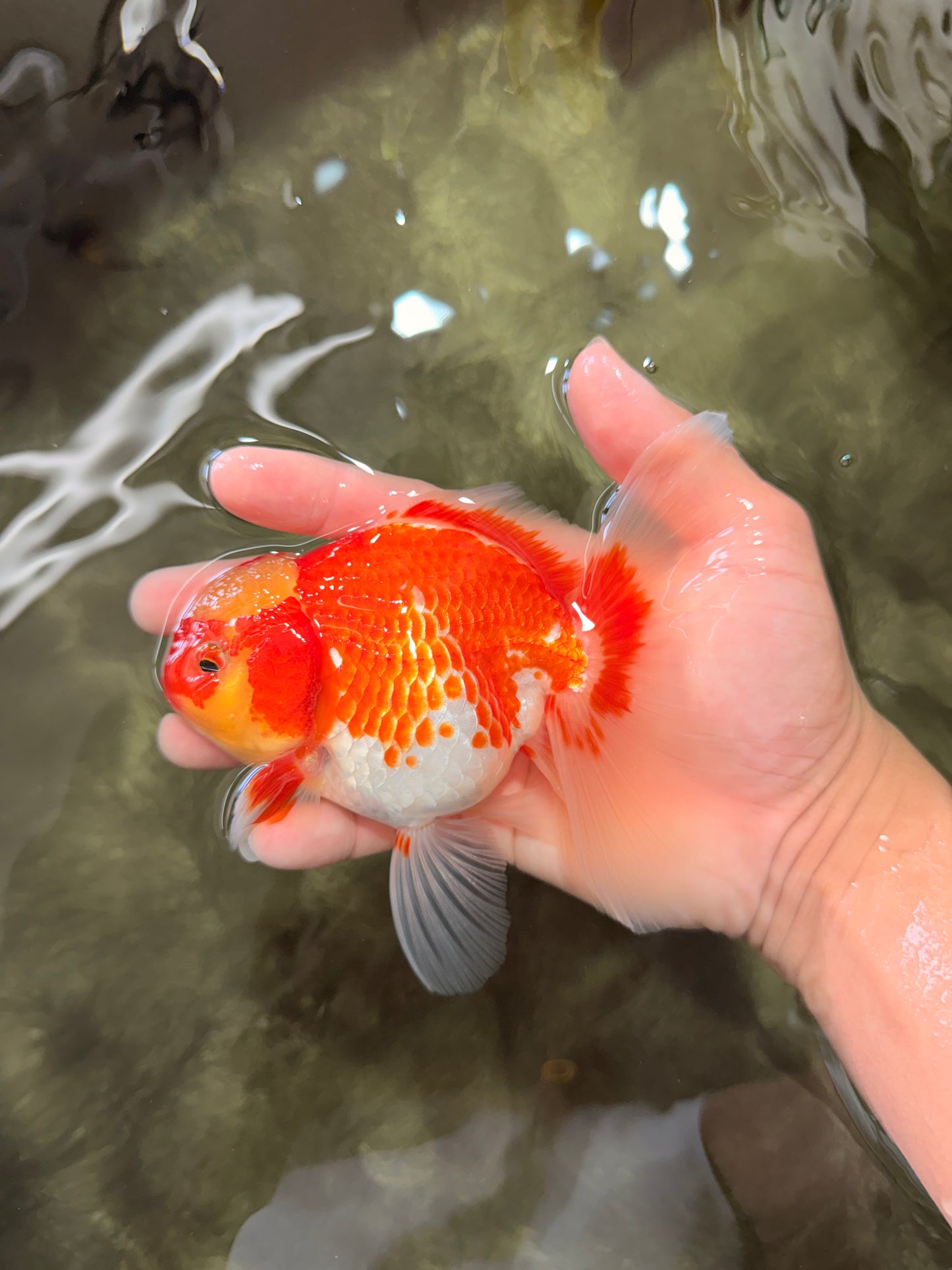 A Grade Red White Oranda Female 5.5 inches #071726OR_20