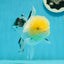 A Grade Lemonhead Panda Oranda Female 5.5 inches #1004OR_34