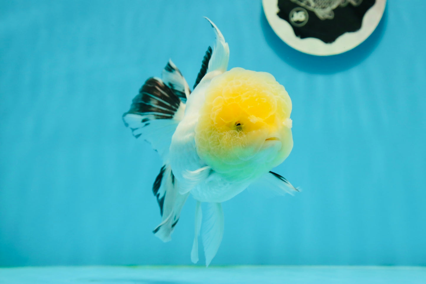 A Grade Lemonhead Panda Oranda Female 5.5 inches #1004OR_34