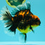 CHUNKY AAA Grade Broadtail Tiger Oranda Male 7-7.5 inches #071026OR_02