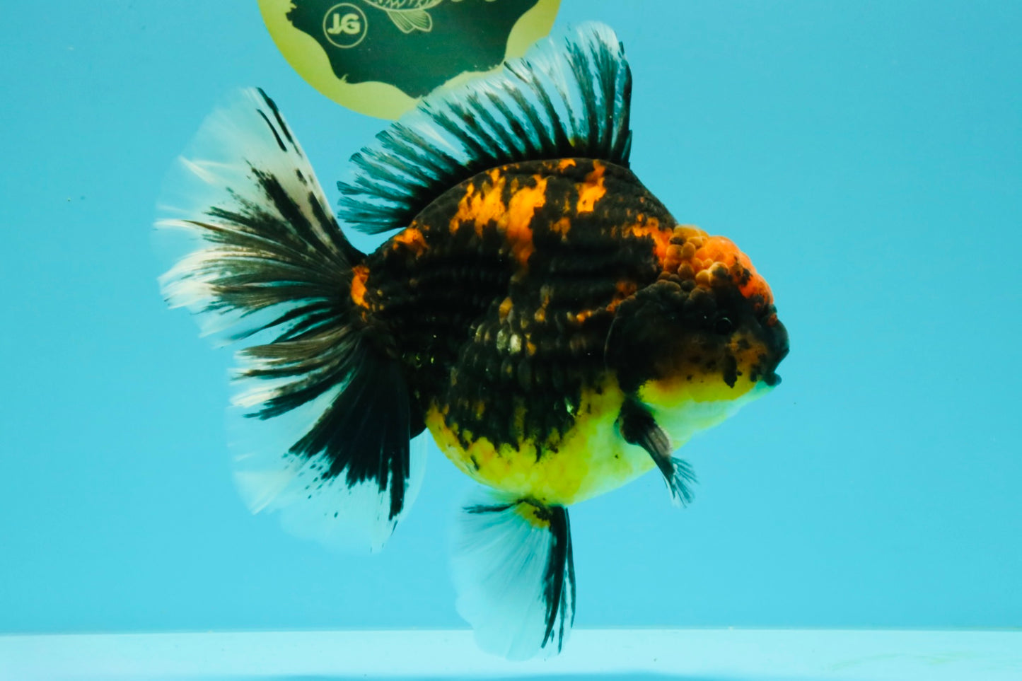 CHUNKY AAA Grade Broadtail Tiger Oranda Male 7-7.5 inches #071026OR_02