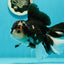 AAA Grade Panda Oranda Male 6.5 inches #110824OR_08