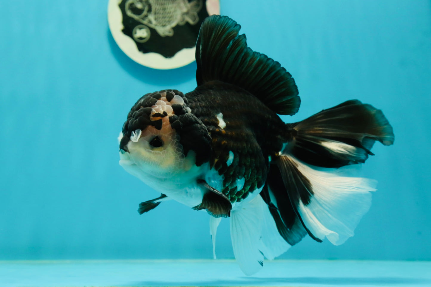 AAA Grade Panda Oranda Male 6.5 inches #110824OR_08