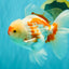 AAA Grade Red White Oranda Male 5.5-6 inches #072426OR_10