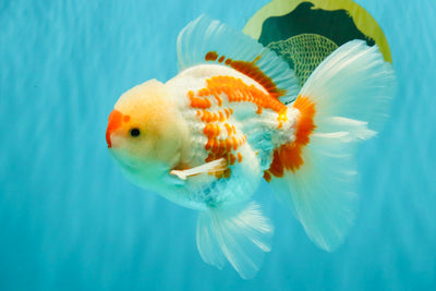 AAA Grade Red White Oranda Male 5.5-6 inches #072426OR_10