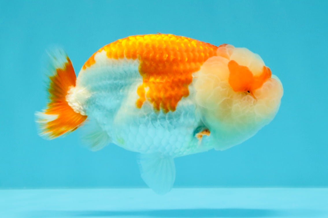 BIG WEN AAA Grade Red White LionQueen 4-4.5 inches #031326LC_06